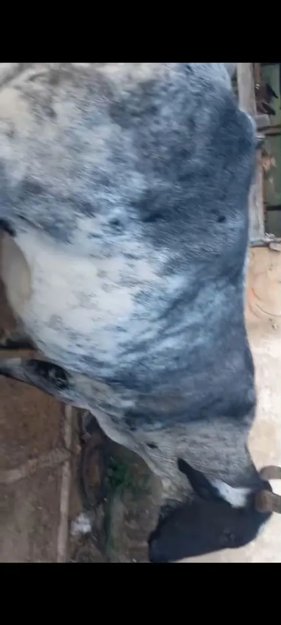 vaca leiteira  novilha boi  - Foto 3