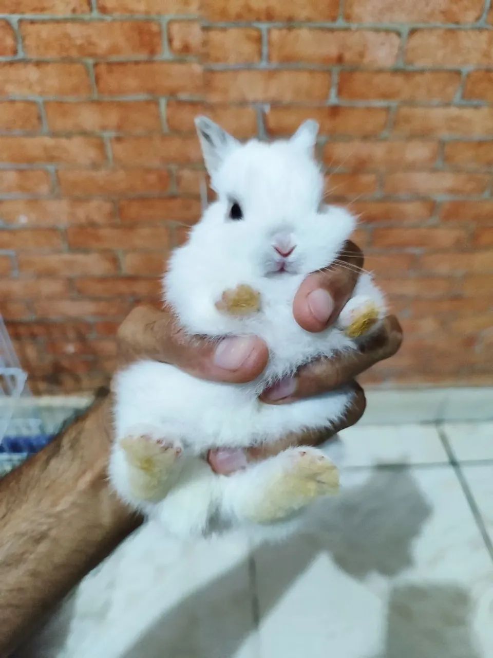 Coelho Netherland dwarf (anão holandês) - Foto 2