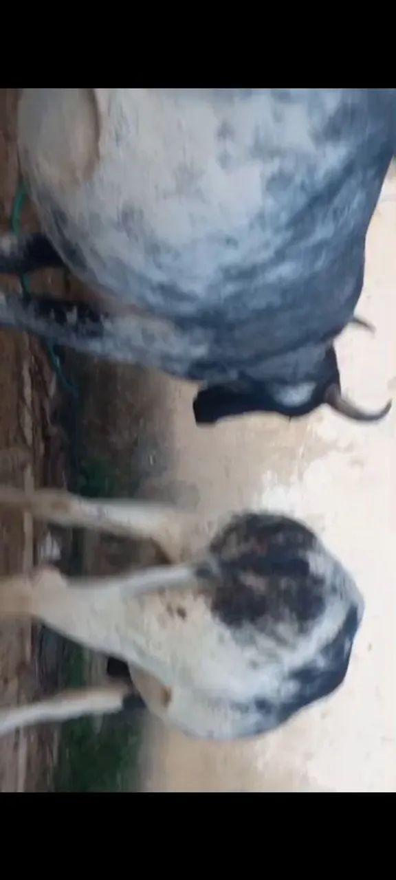 vaca leiteira  novilha boi  - Foto 5