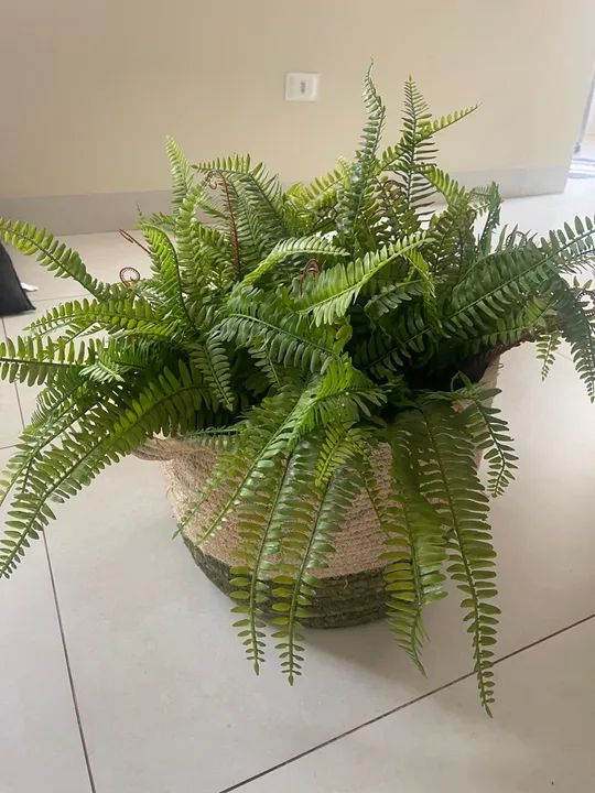 Planta Samambaia em vaso de fibra natural - Foto 3