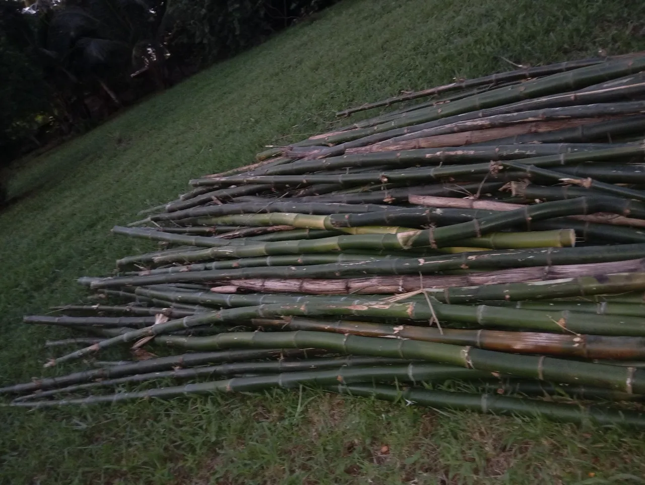 Bambu para jardinagem