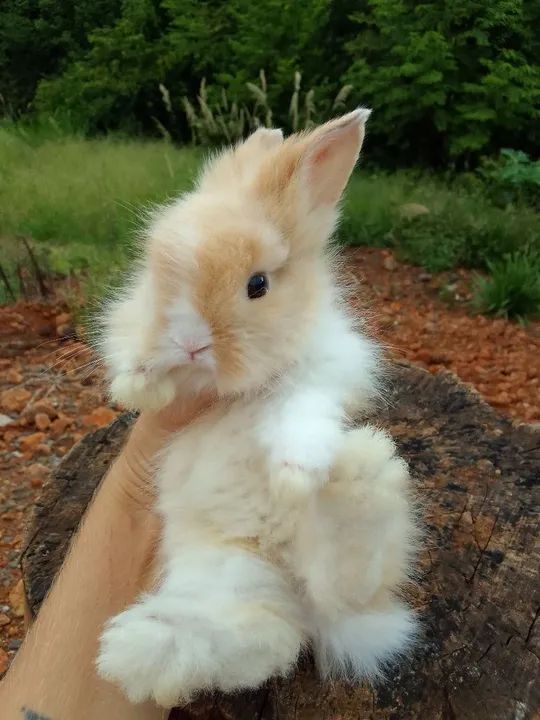 Mini coelho-Lion  - Foto 5