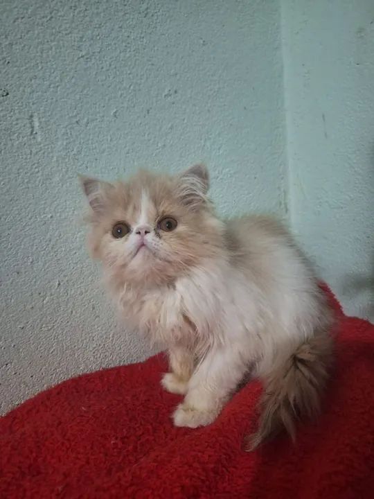 Gato Persa - Um amor por bolas de pelos 