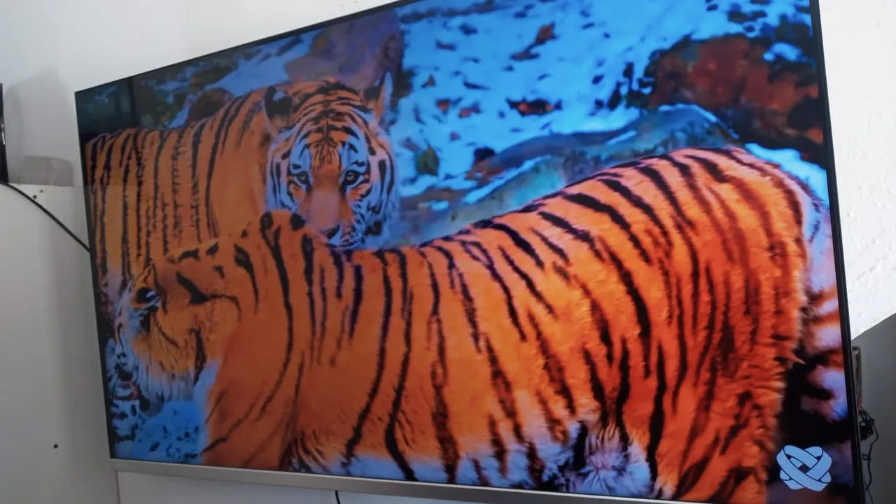 TV com imagem de tigres