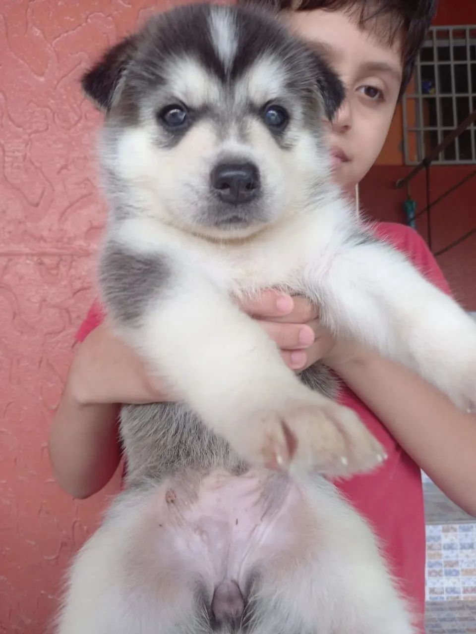 Filhotes de Husky Siberiano com Pastor Belga - Foto 2