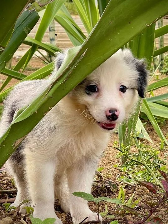 Filhote Border Collie lindo e dócil - Foto 3