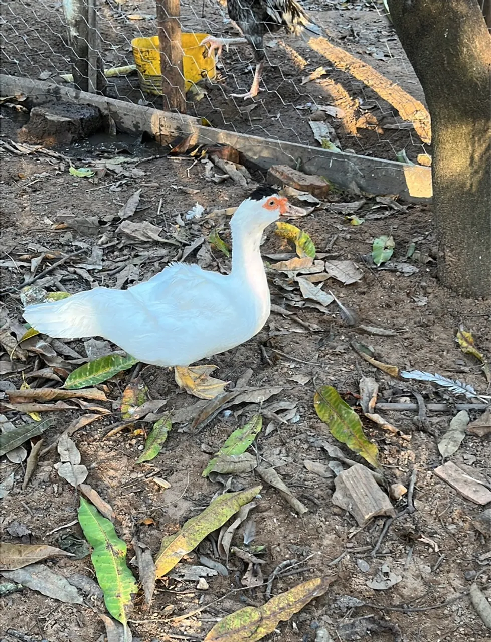 Aves