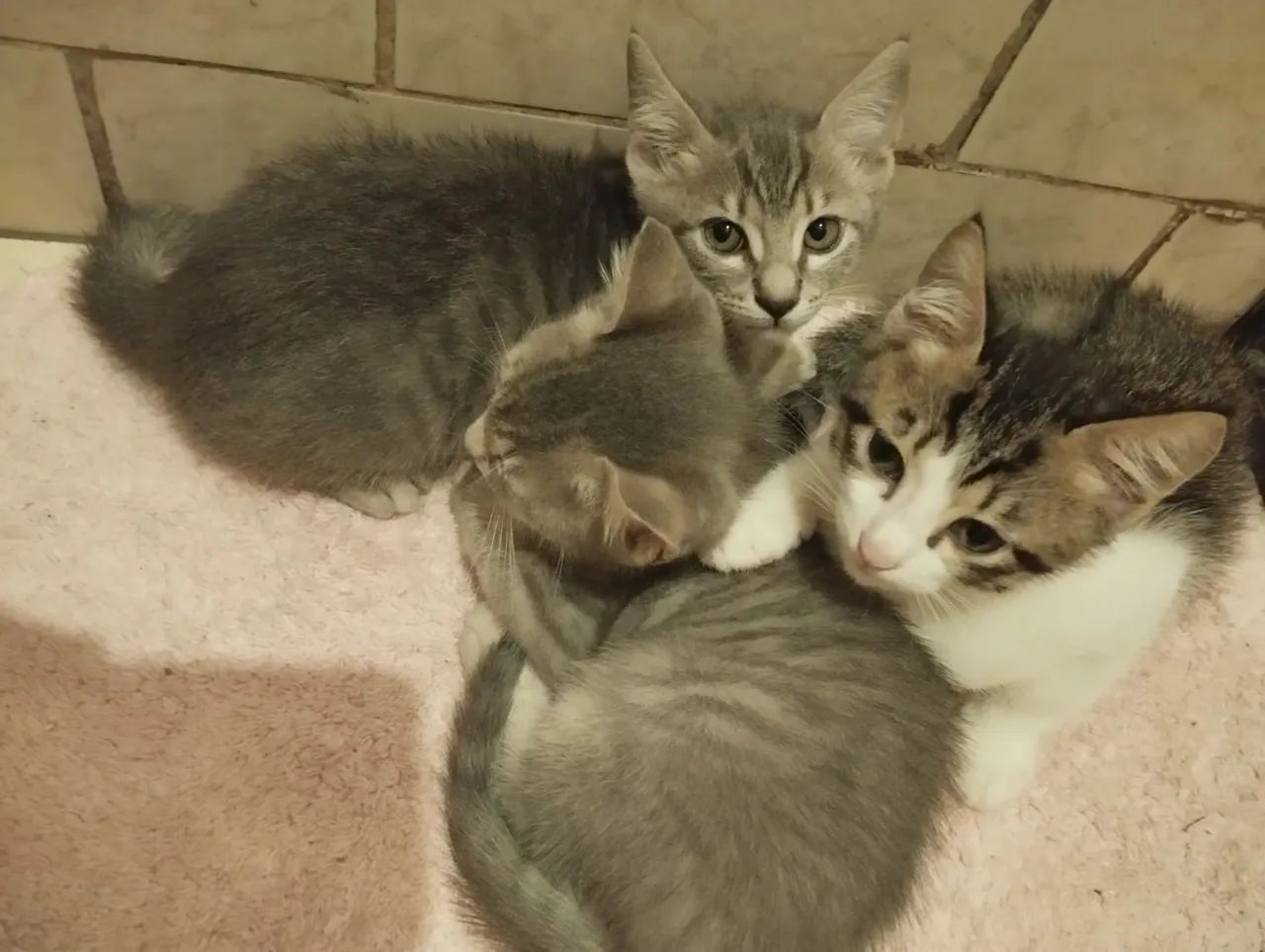 Três gatinhos fofinhos para adoção!