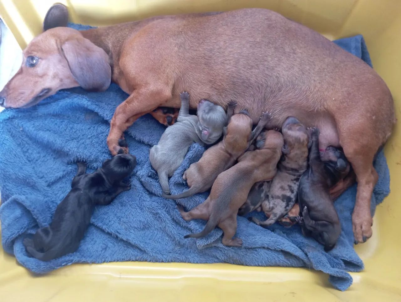 Filhotes dachshund, Cofap,Basset, salsicha  - Foto 3