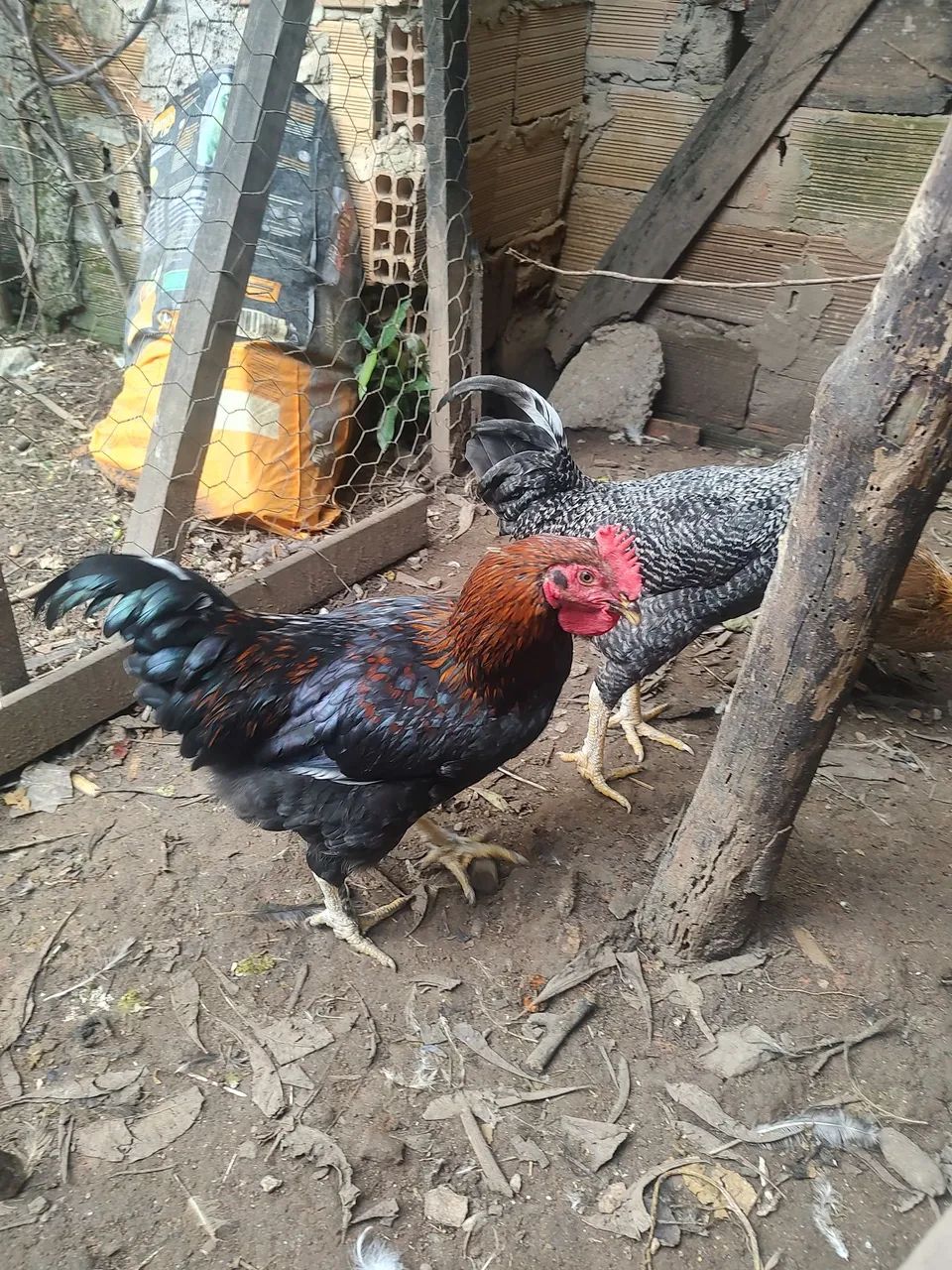 Vendo frangos novos  - R$ 60,00 cada - Foto 3