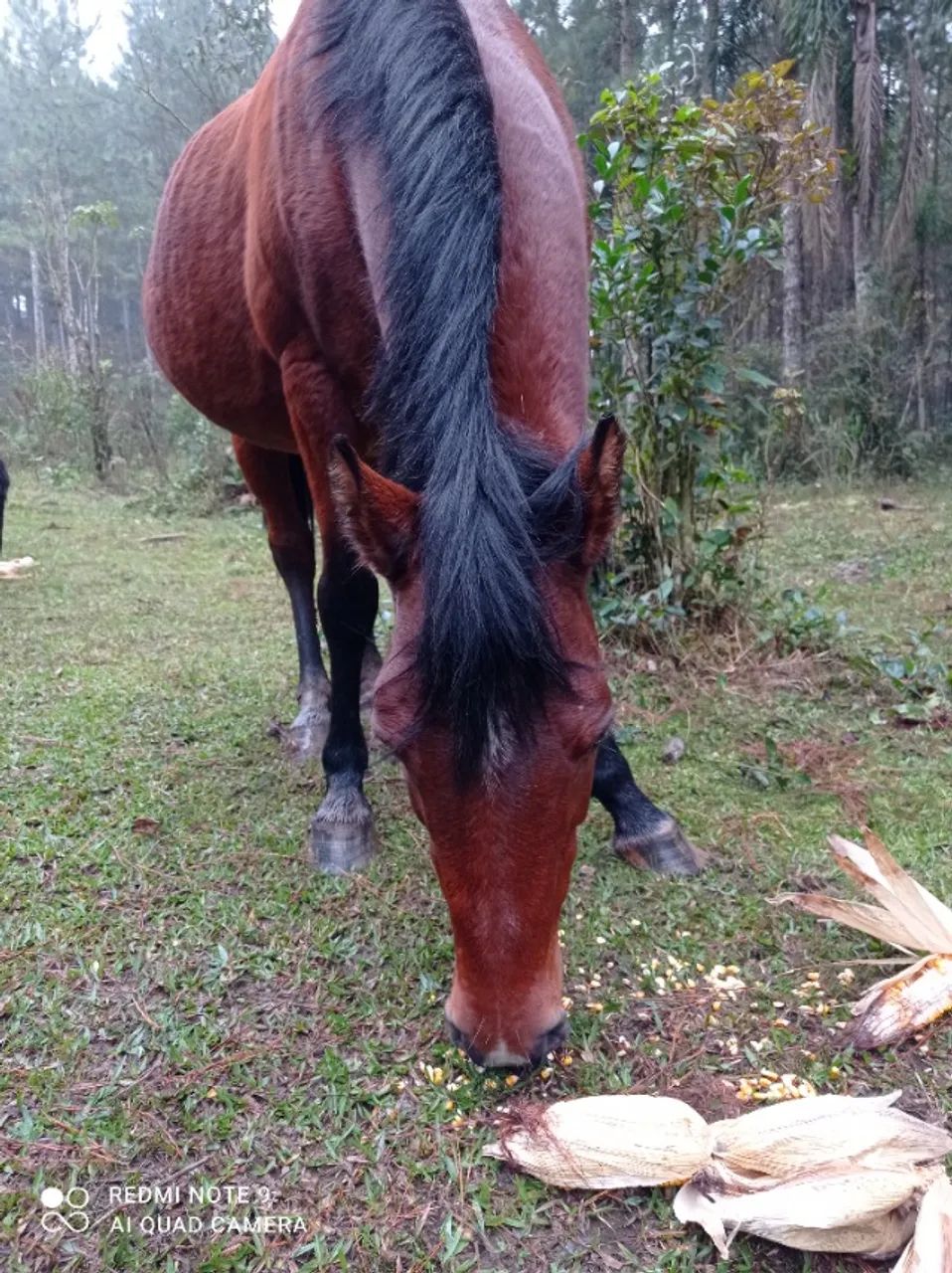 Cavalo manso de montaria  - Foto 5