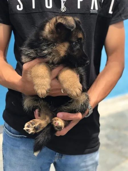 Pastor Alemão os mais saudaveis e legetimos pacotinhos de amor  - Foto 3