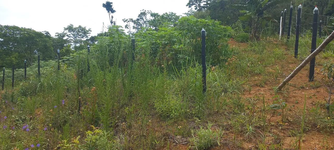  Chacara SEM CASA  10mil mts Pedro de atoledo SP - Foto 5