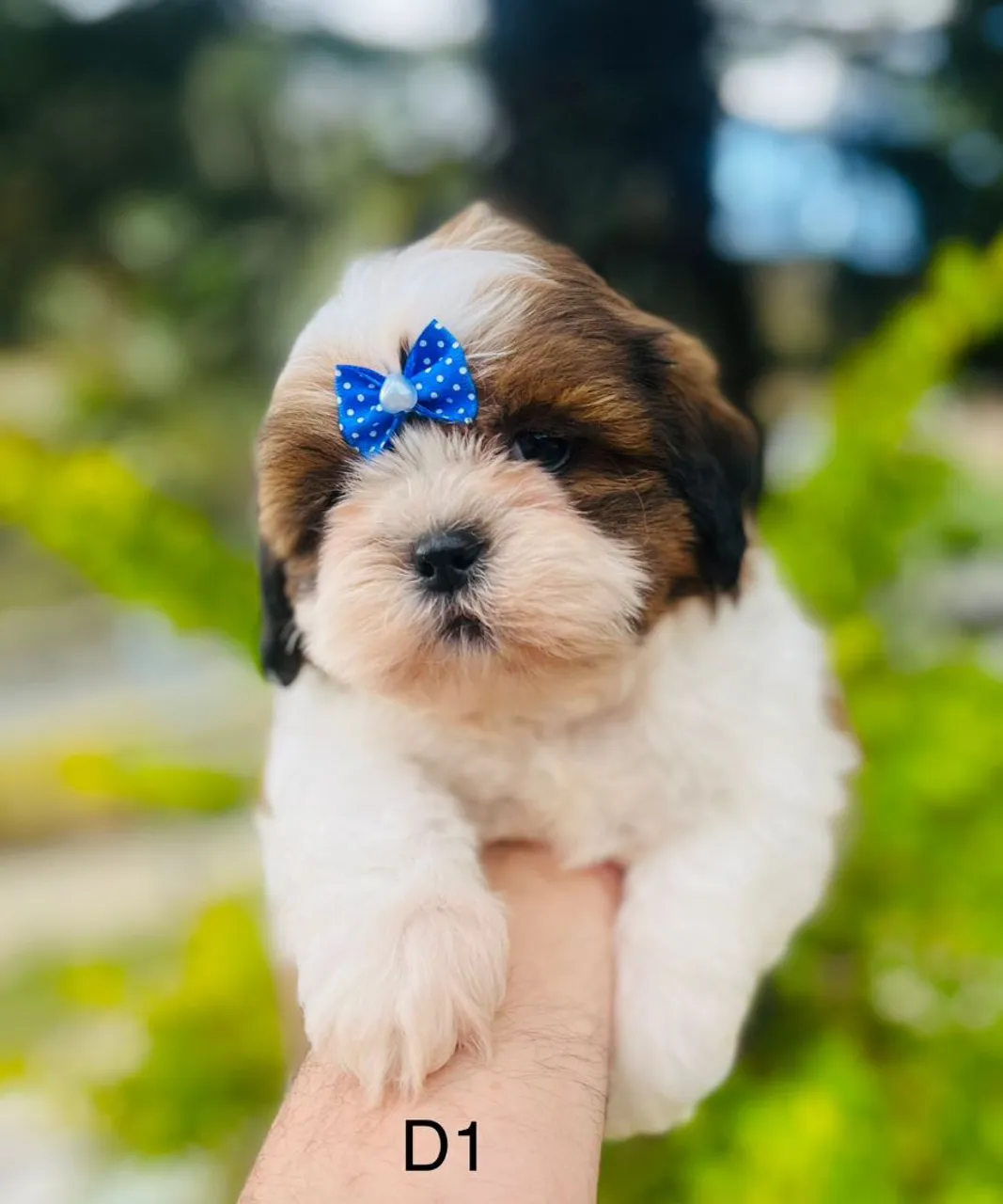 Filhote de Shih Tzu fêmea - Linda e Charmosa!