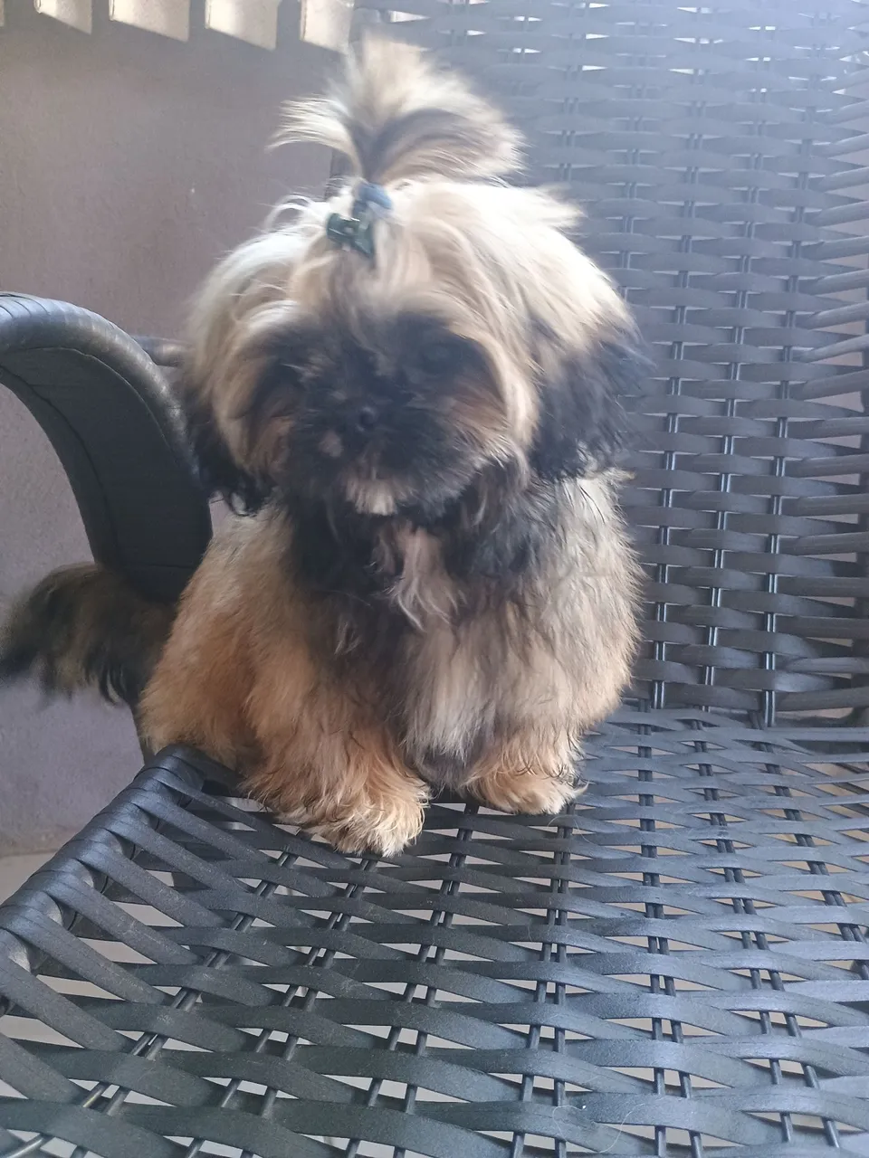 Shih Tzu um