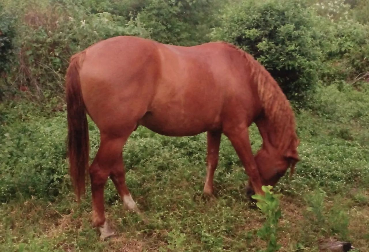 Cavalo a venda em São Paulo do Potengi  - Foto 4