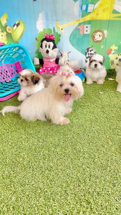 Maltês mini 4 meses com vacina completa  - Foto 3