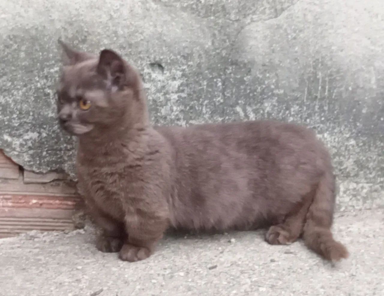 Gato Munchkin, Gato Anão, Mini Gato, Gato Rebaixado, Perna curta - Foto 5