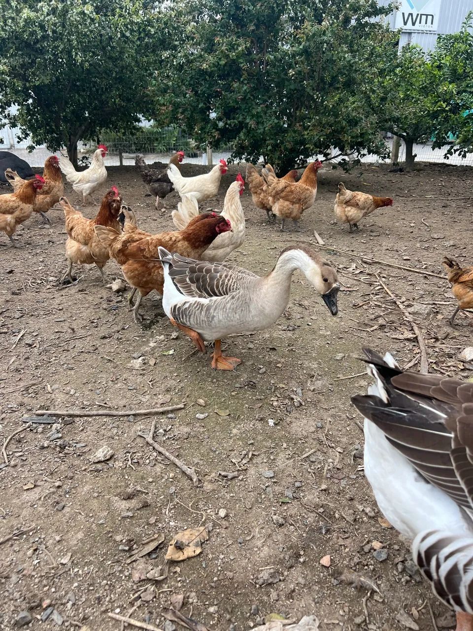 Ovos de gansa - Foto 4