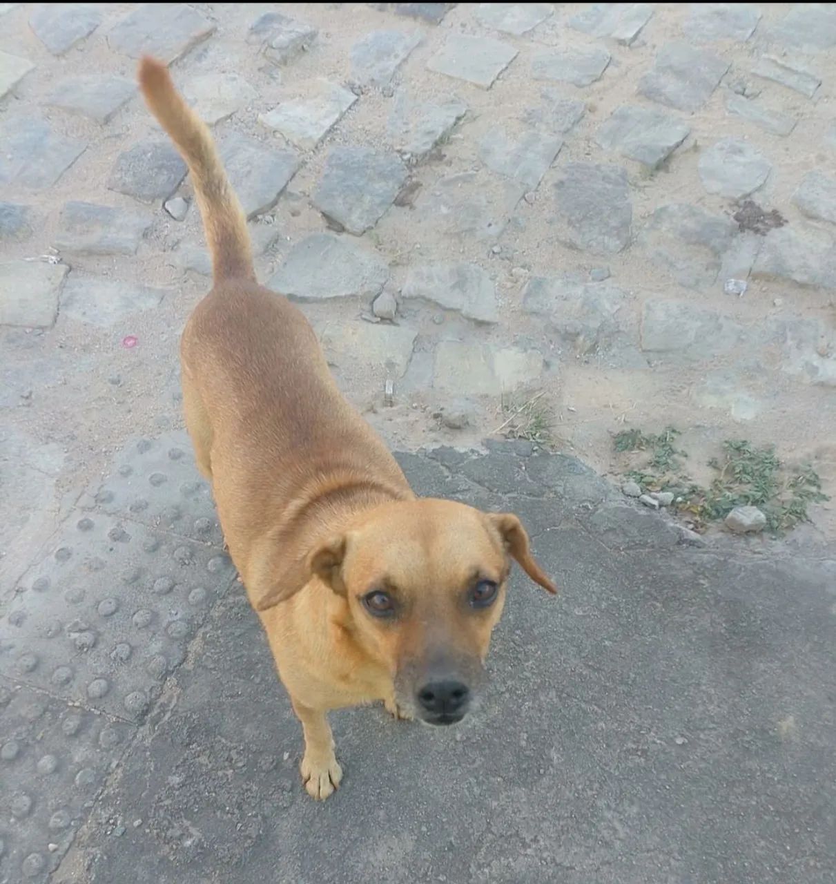Cães para adoção  - Foto 2