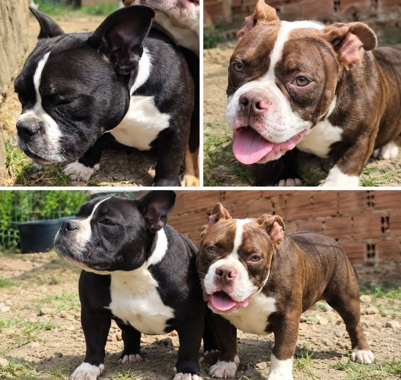 American Bully Pocket