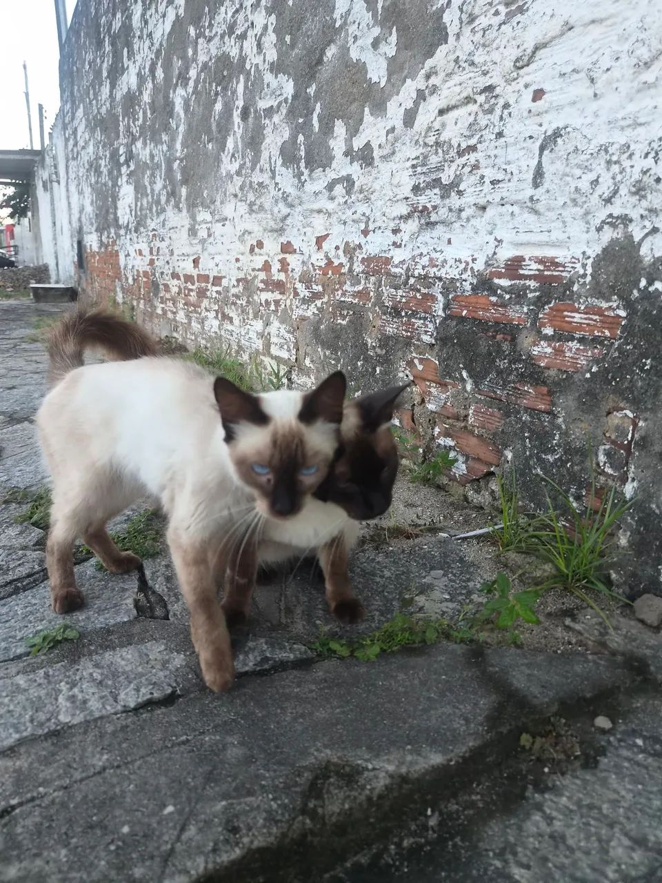 Adoção  - Foto 3