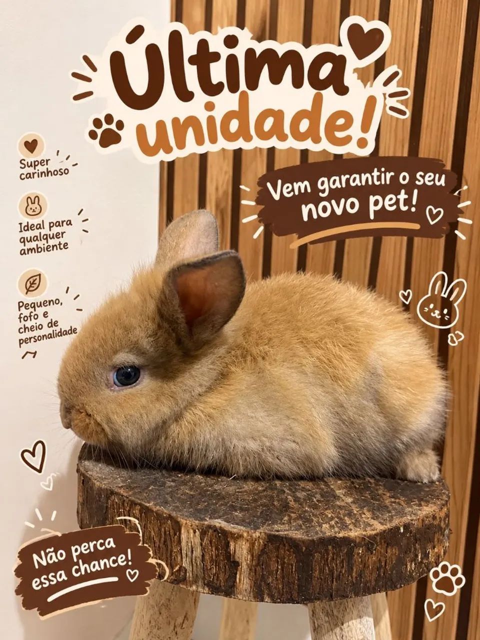 Coelhinho 