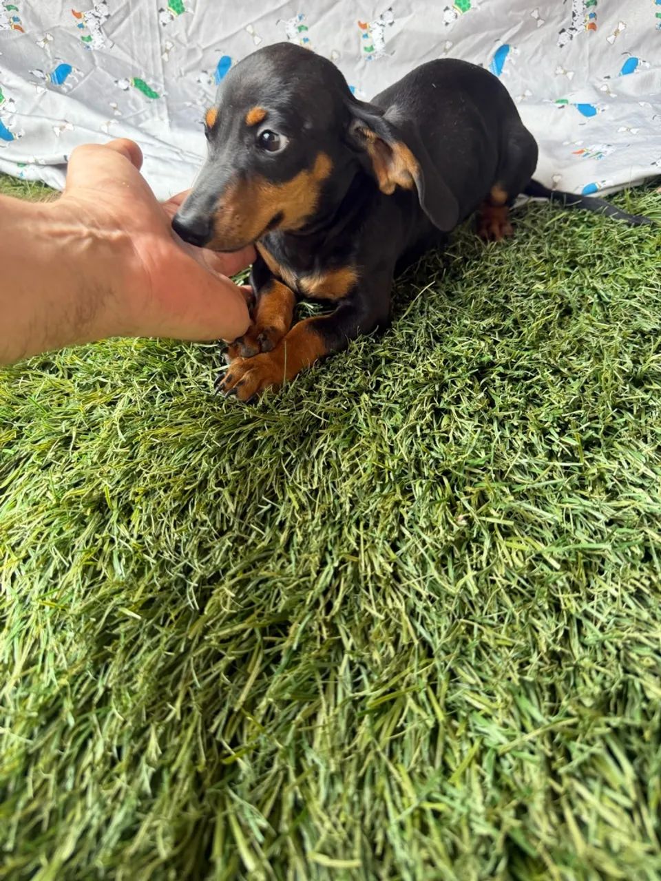 Dachshund / teckel - macho com valor baixo - Foto 5