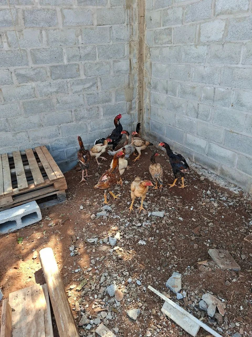 Ovos Frango e pintinho com genética costeiro  - Foto 4