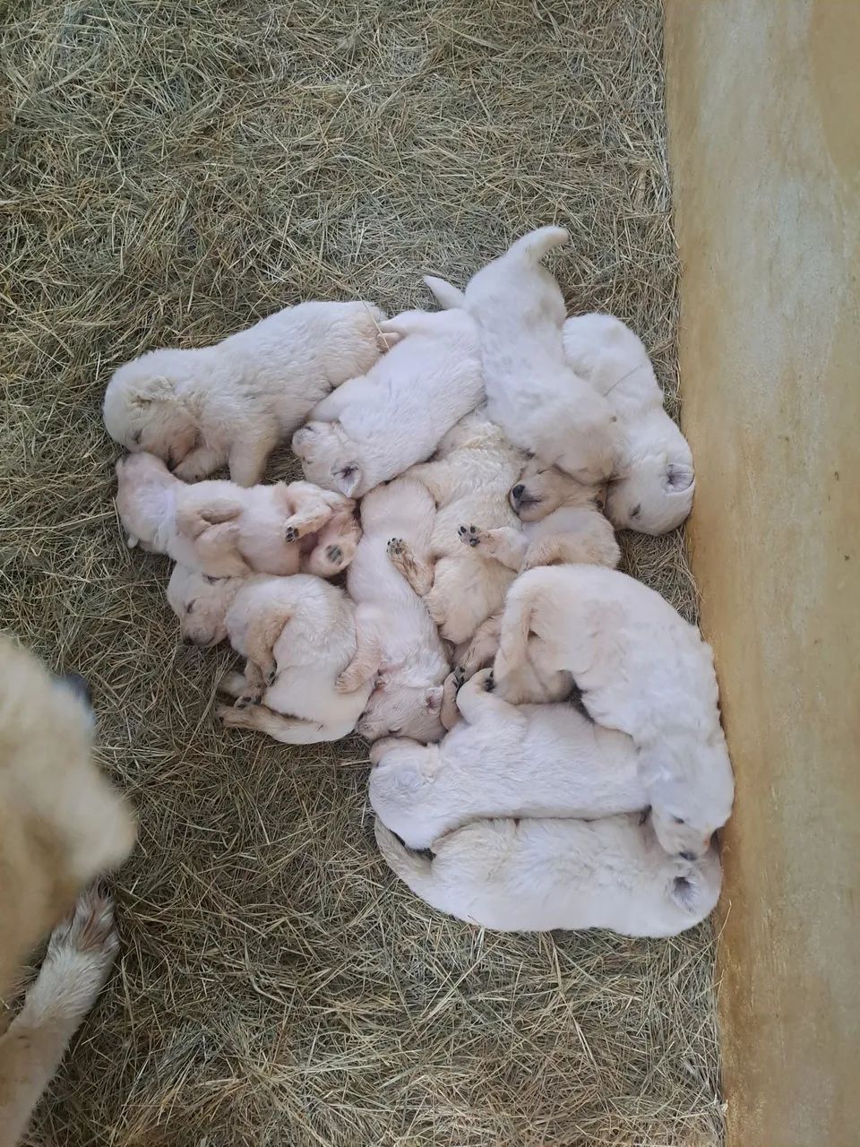 Pastor Maremano  - Foto 2
