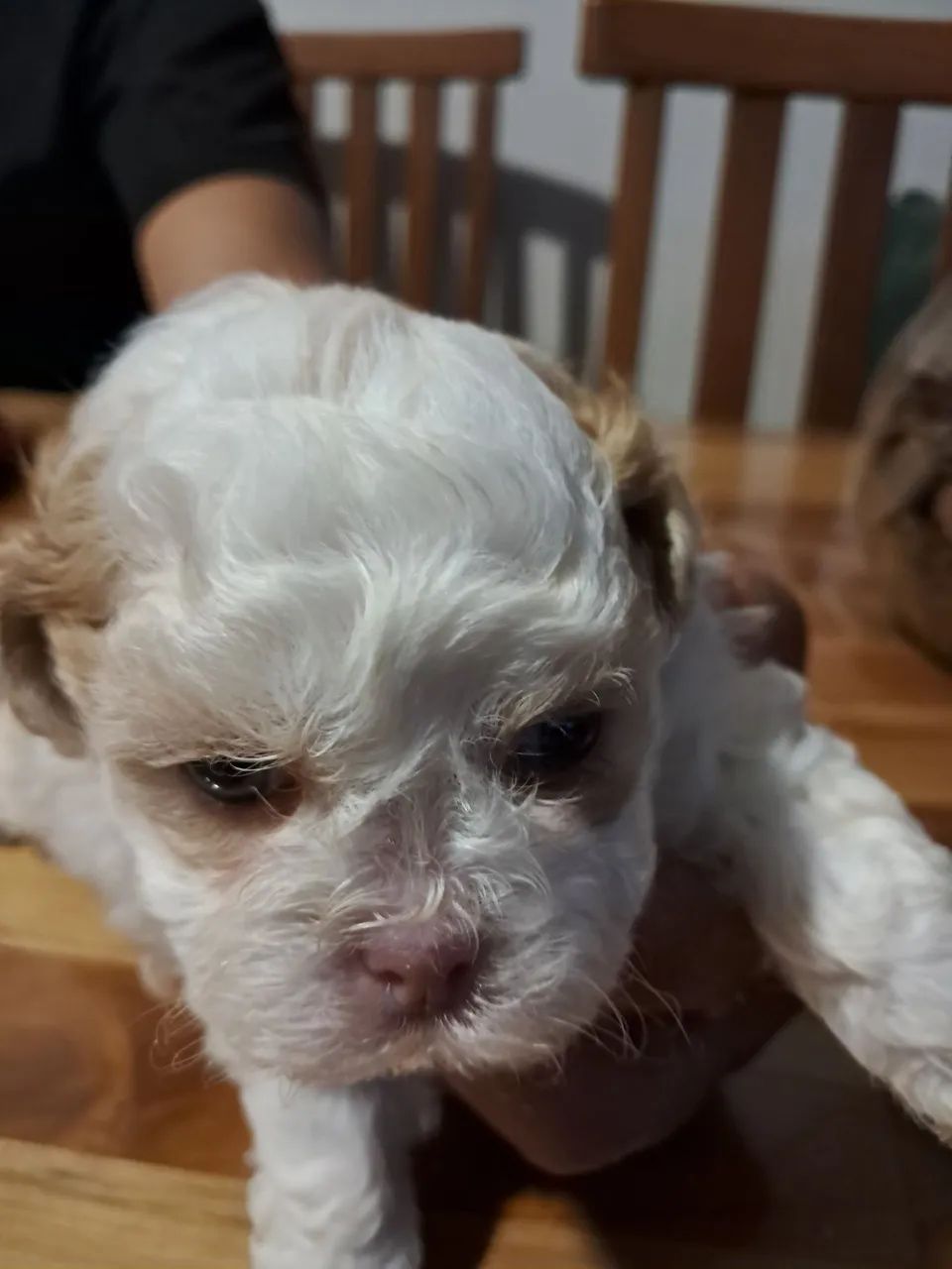 Filhotes de shih tzu  - Foto 2