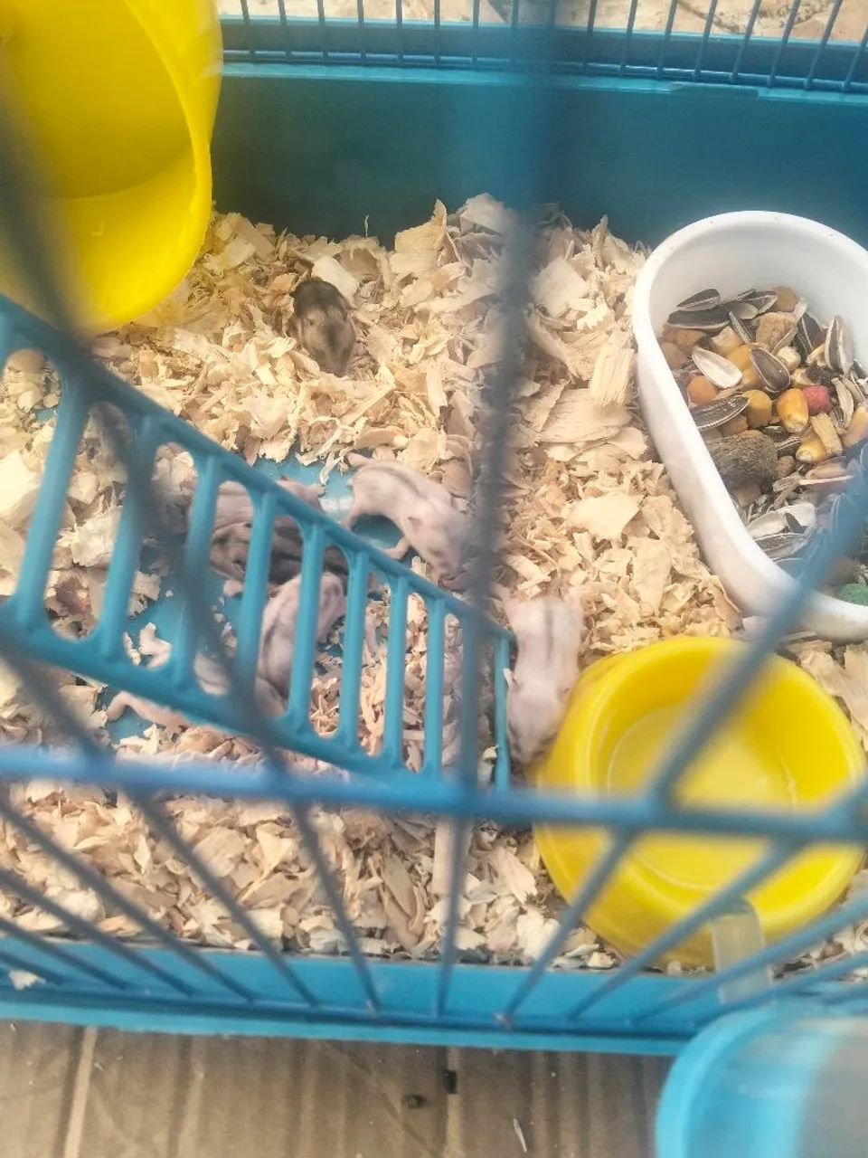 Hamster  - Foto 3