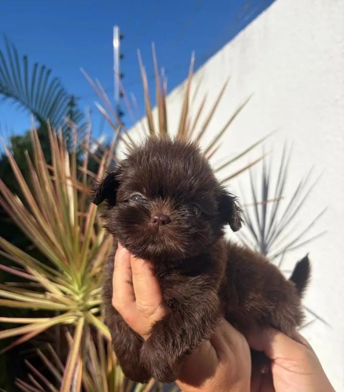 Shih tzu 