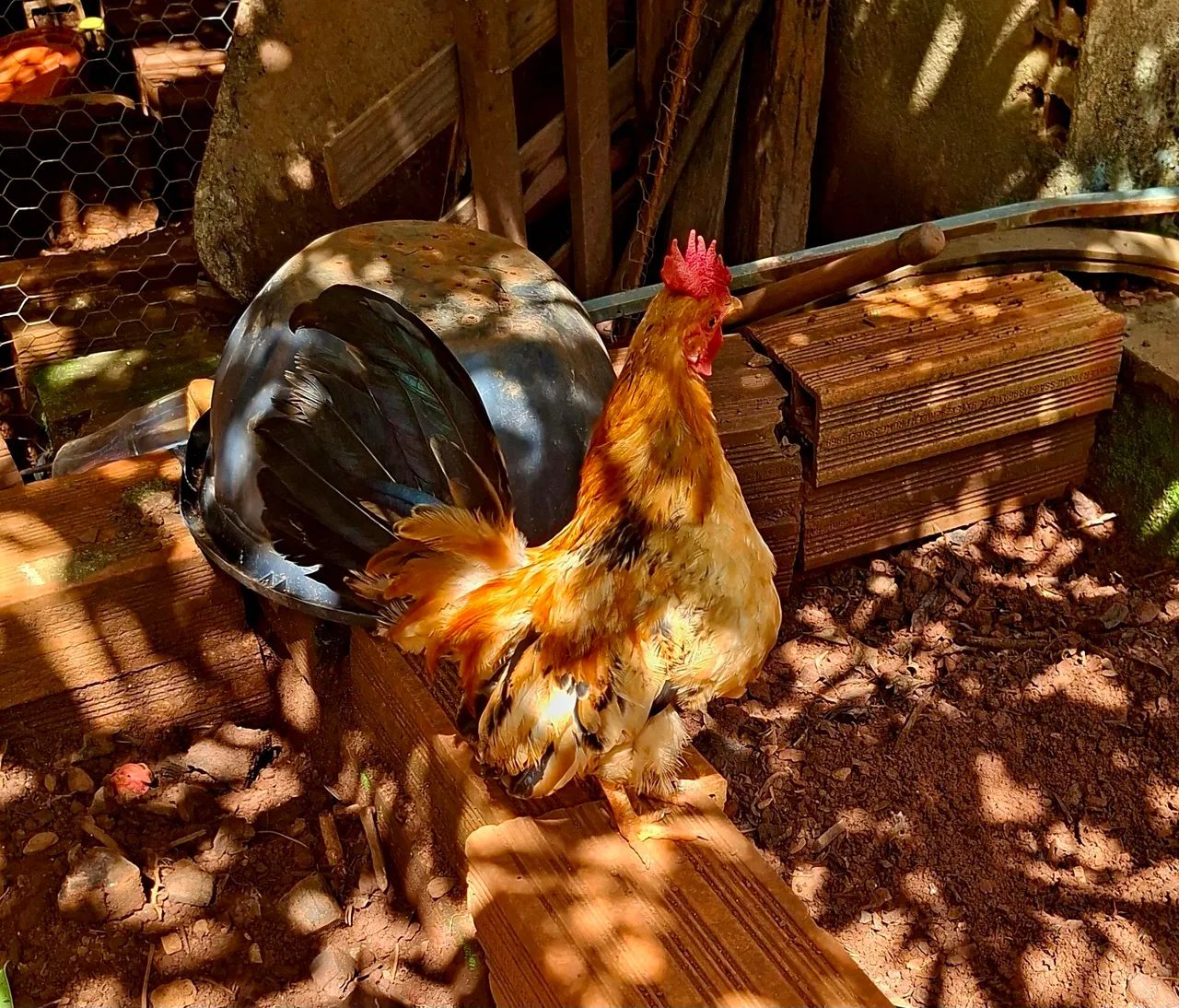 Galo Garnizé Adulto - Foto 3