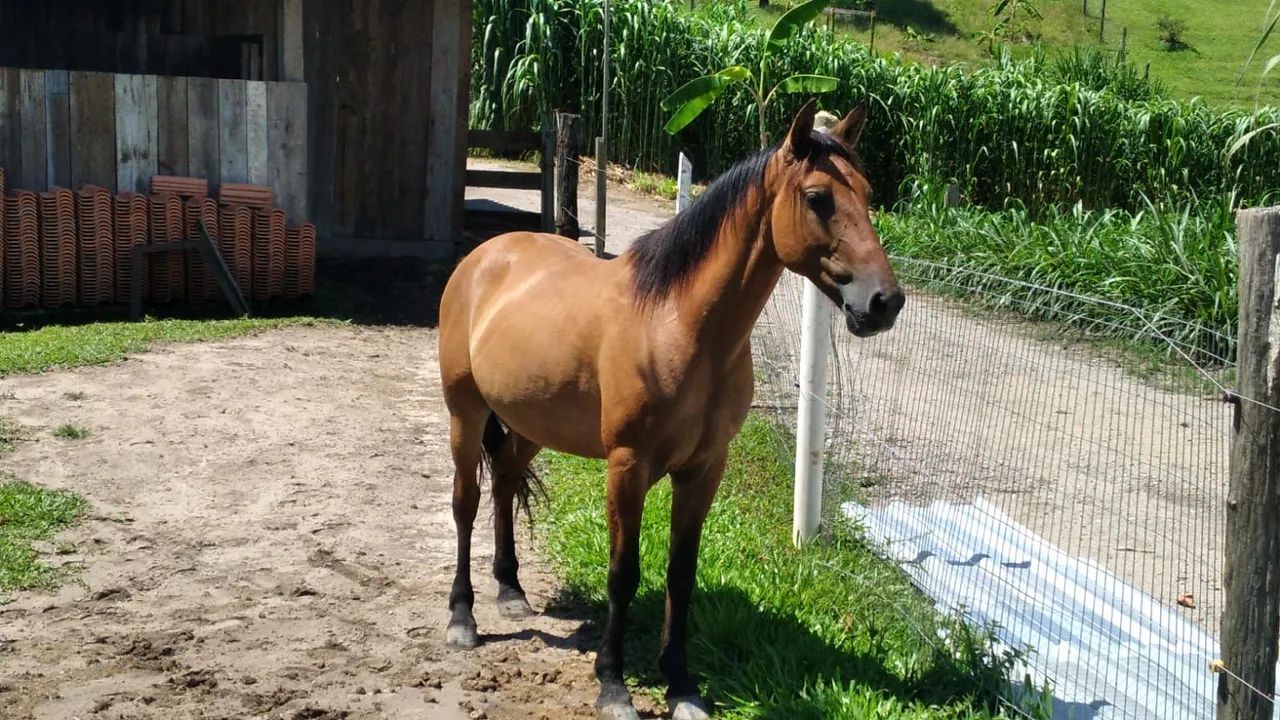 Cavalo crioulo  - Foto 2