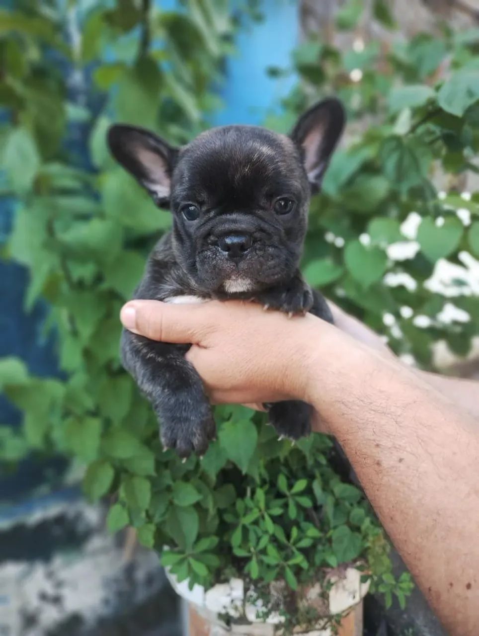Bulldog francês Macho tigrado! - Foto 2