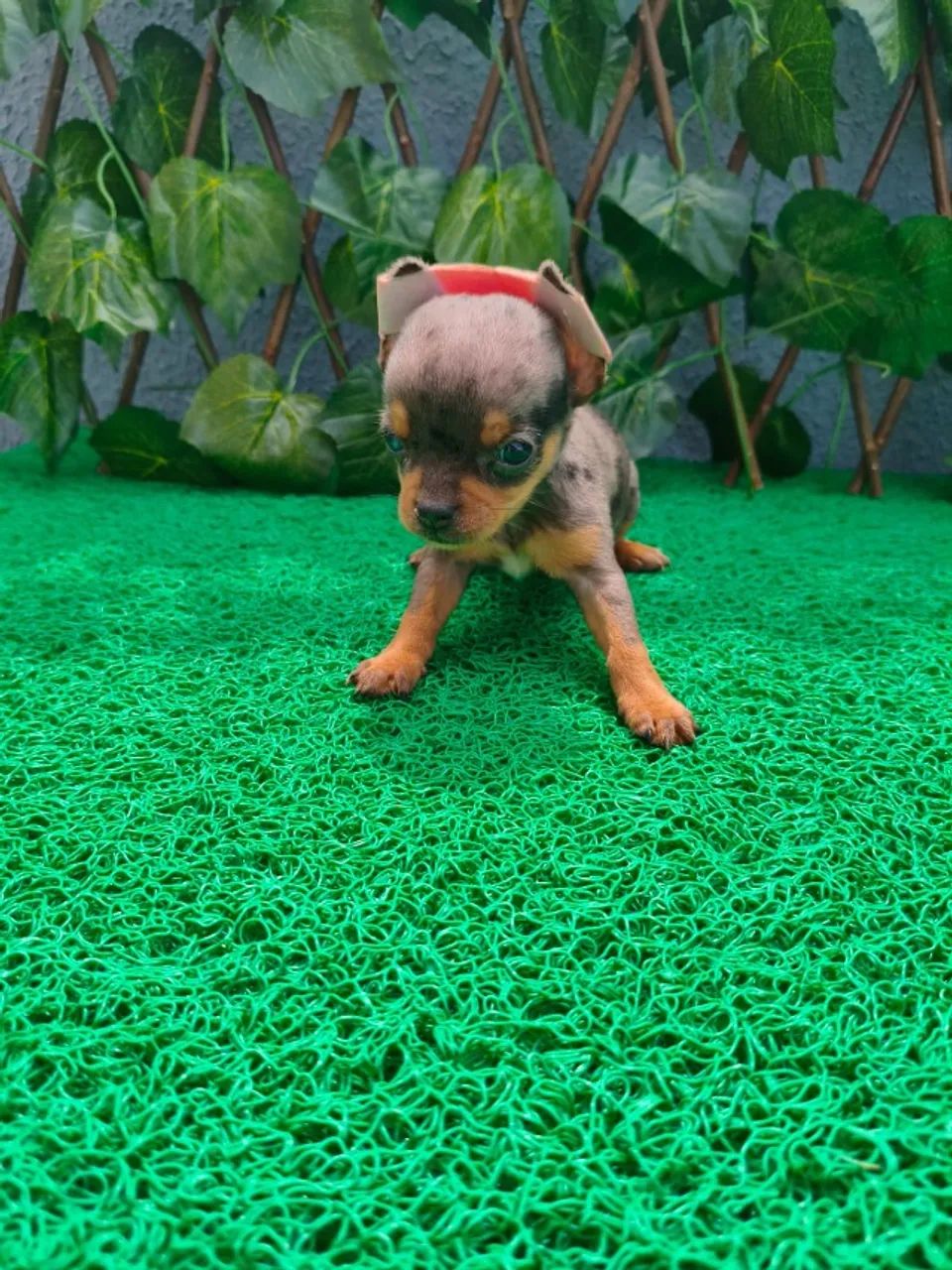 Pinscher macho e fêmea pequenos no tamanho e grandes no amor - WhatsApp