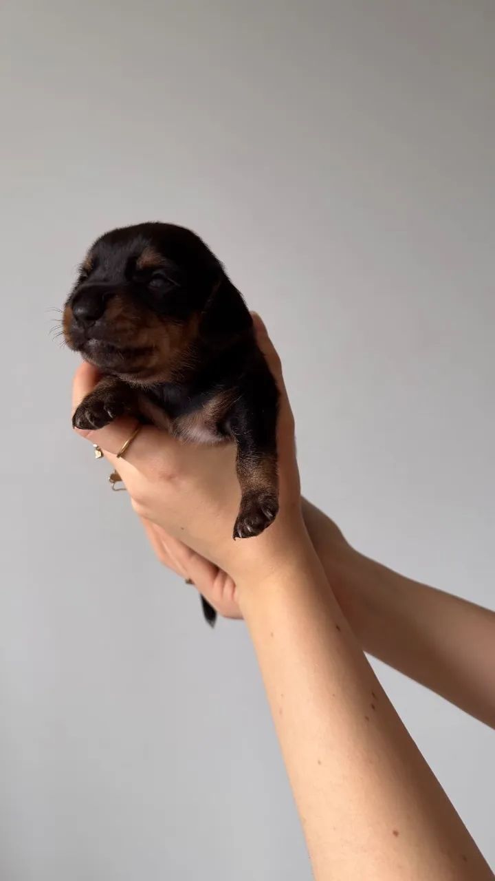 Dachshund/Cofap /Salsicha - Foto 5