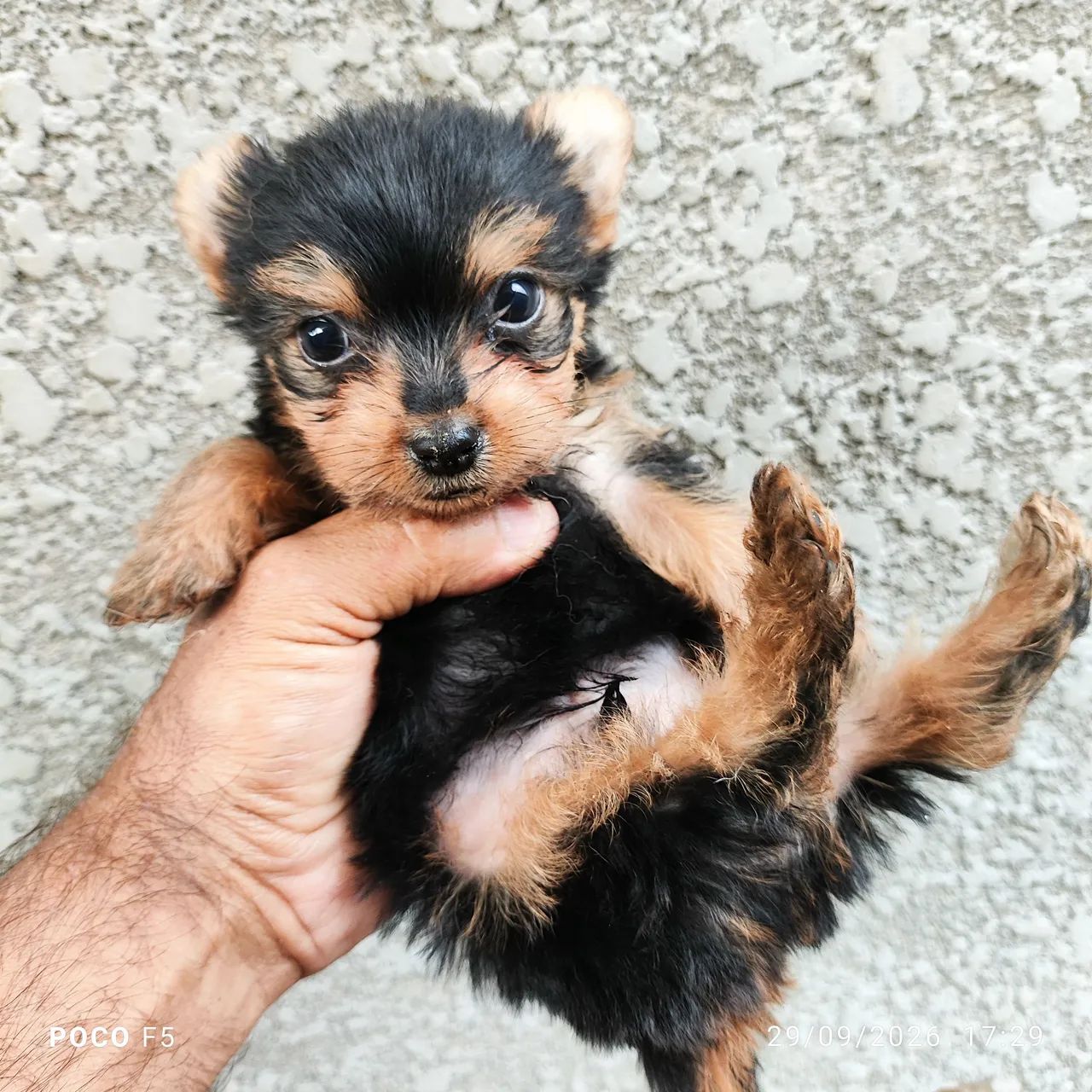 Yorkshire terrier - Foto 5