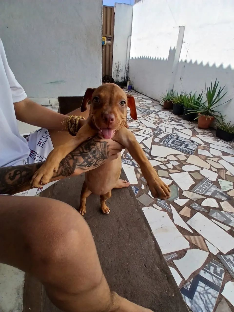 Filhote pitbull  - Foto 3