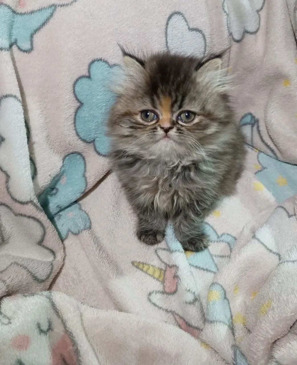 Lindas Persas  - Foto 4