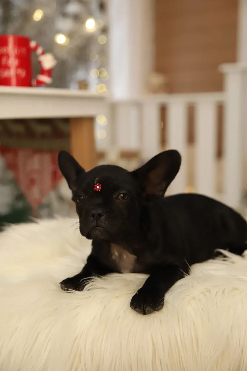 Buldogue francês  - Foto 4