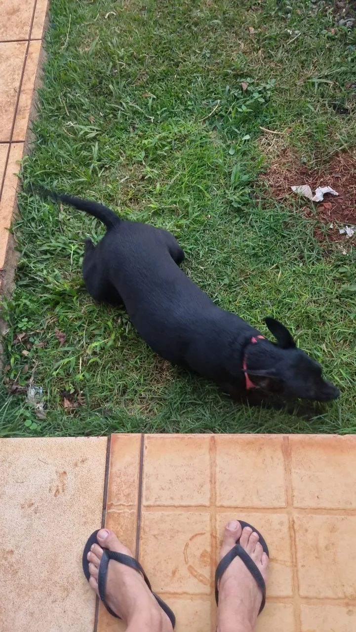Cachorro  - Foto 5