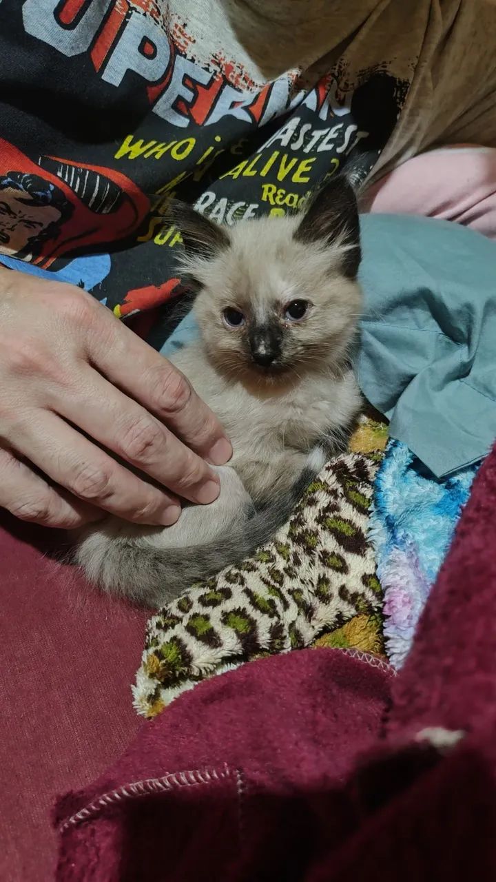 Gatinha siamesa (filhote)