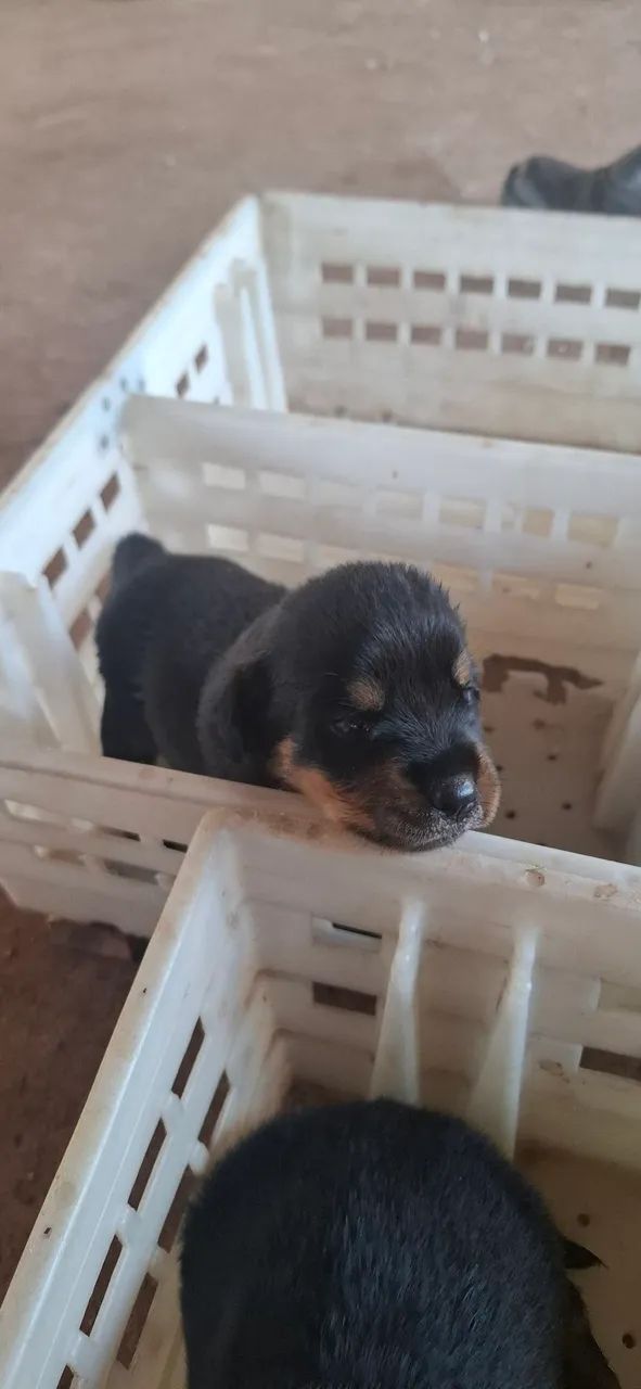 Filhotes de Hottweiler - Foto 4