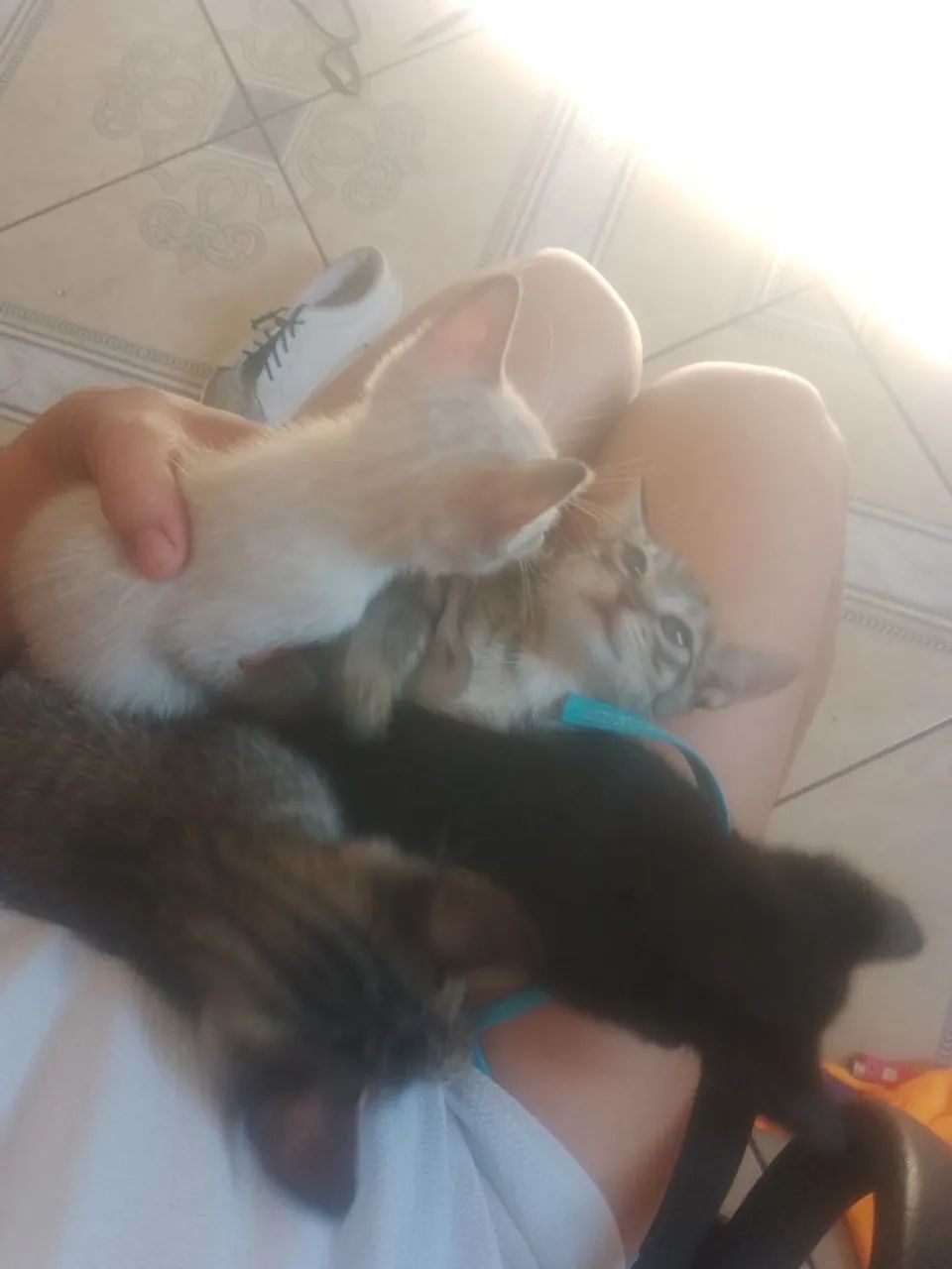 Doando gatinhos.