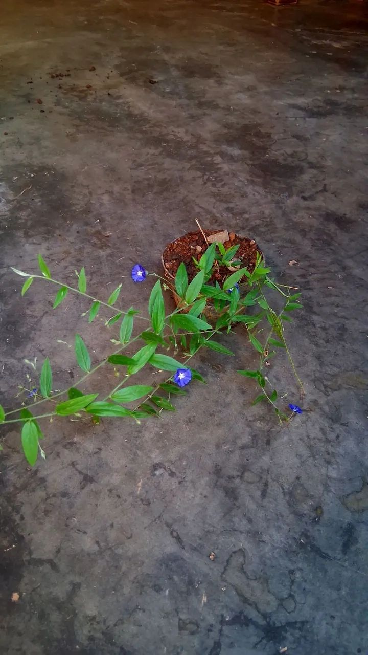 Azulzinha das folhas finas  - Foto 2