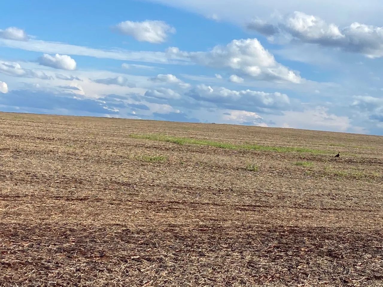 Fazenda de arrendamento  - Foto 3