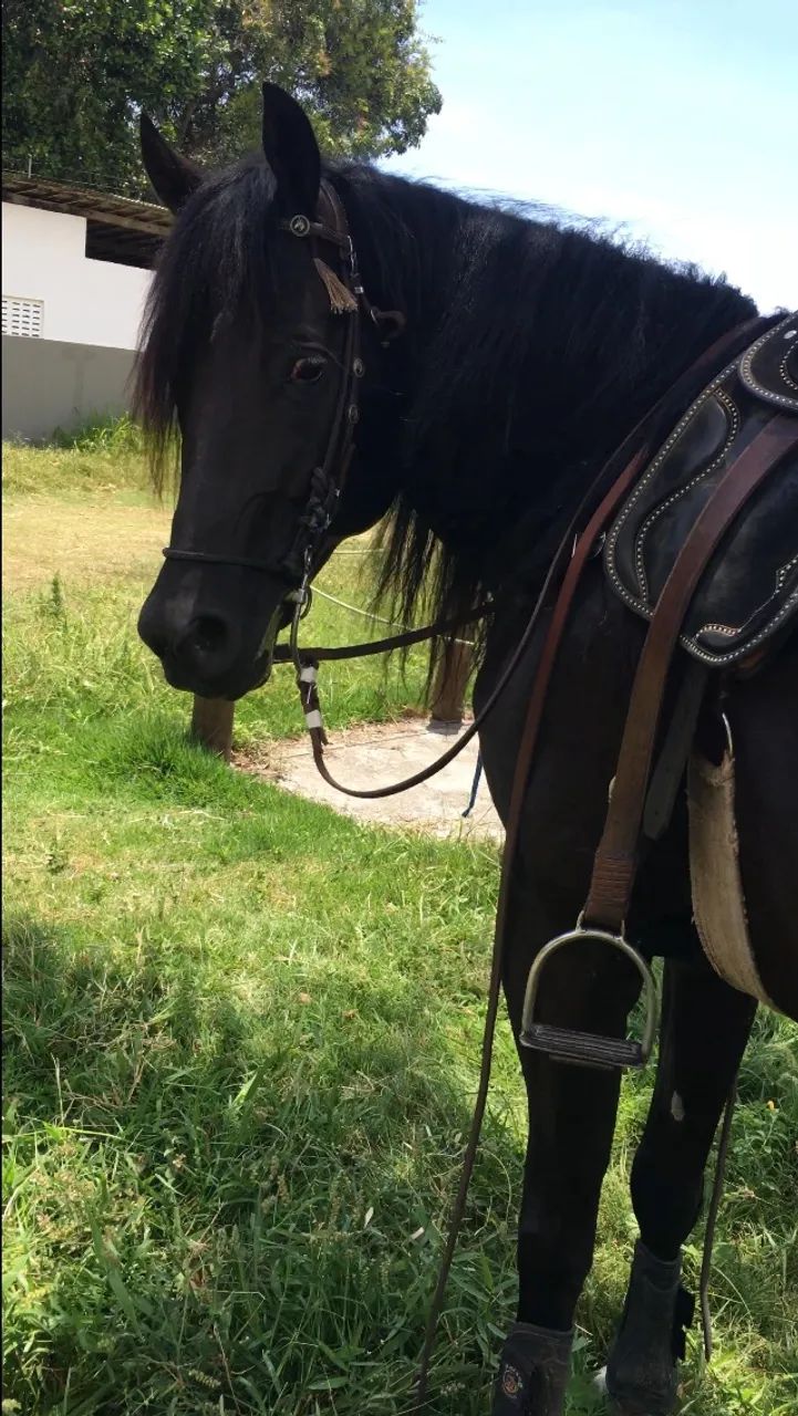 CAVALO QM PRETO  - Foto 2