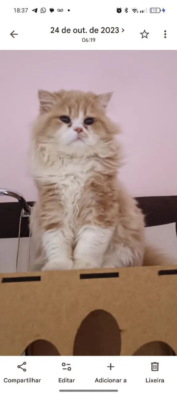 Gato persa - Foto 2